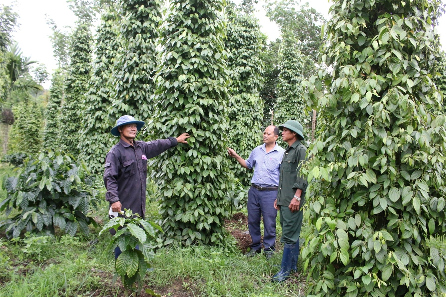 Từ chỗ nghèo khó, cuộc sống của đồng bào DTTS xã Đăk Rve đang dần đổi thay nhờ chuyển đổi cơ cấu cây trồng, vật nuôi. (Ảnh: Ngọc Chí)