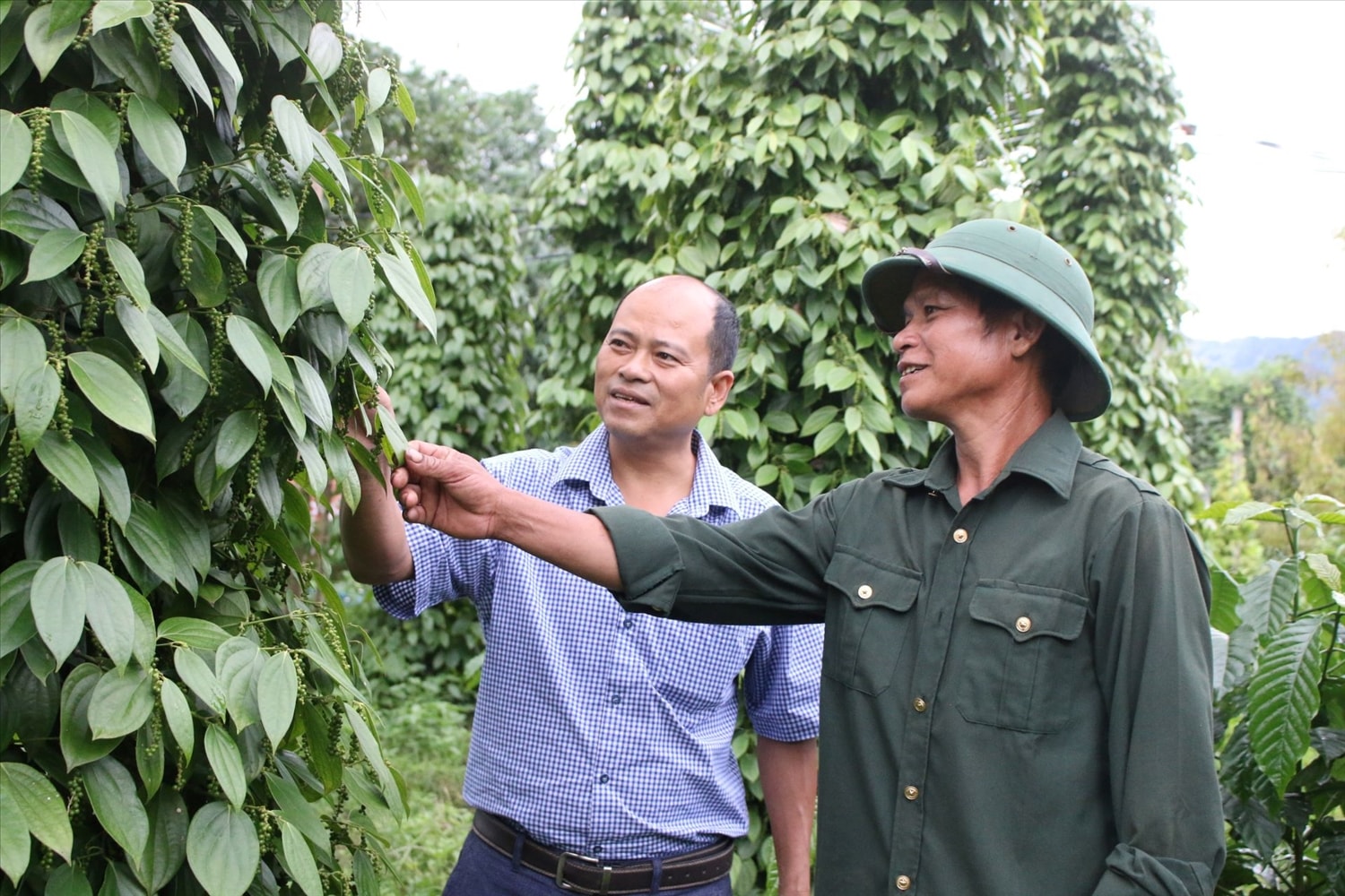 Nhờ mạnh dạn chuyển đổi cơ cấu cây trồng, ông A Đrung (bên phải), thôn 7, xã Đăk Rve đã vươn lên trở thành hộ khá ở trong thôn. (Ảnh: Ngọc Chí)