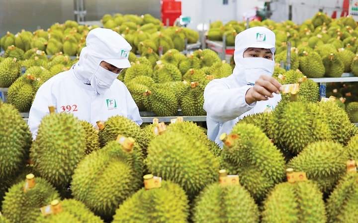 Theo dự báo của ngành NN&MT, tổng kim ngạch xuất khẩu năm 2025 của ngành có để đạt con số 67 tỷ USD (Ảnh TL)