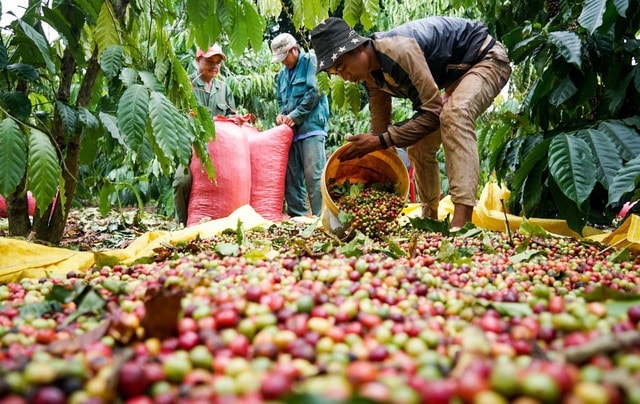 Giá cà phê tăng kỷ lục trong năm 2025 (Ảnh IT)