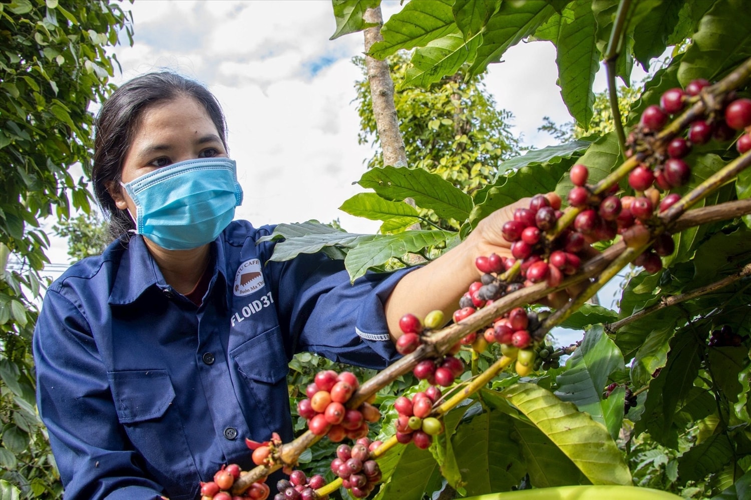 Ngành cà phê của Việt Nam đang dần nâng cao vị thế trên thị trường thế giới (Ảnh IT)