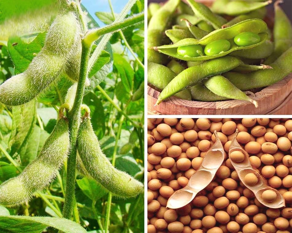 (Tổng hợp) Quy trình kỹ thuật trồng đậu tương hiệu quả 5