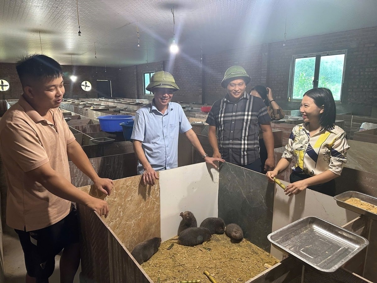 Lãnh đạo xã Quảng Đức thăm mô hình nuôi dúi nhà anh Si