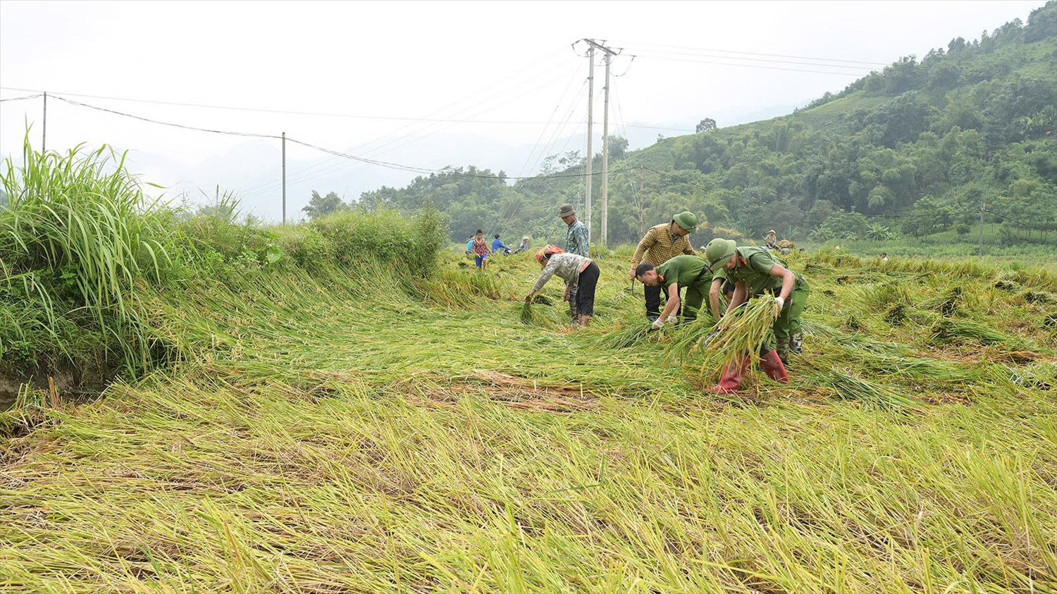 Lực lượng công an, quân đội hỗ trợ bà con thu lúa chạy bão (ảnh Trọng Bảo)