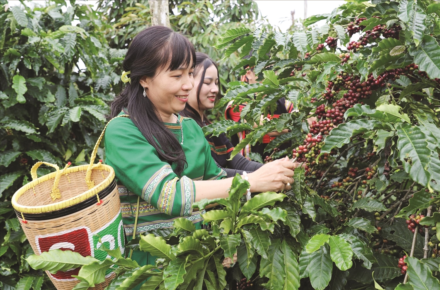 Thu hoạch cà phê ở Đắk Lắk