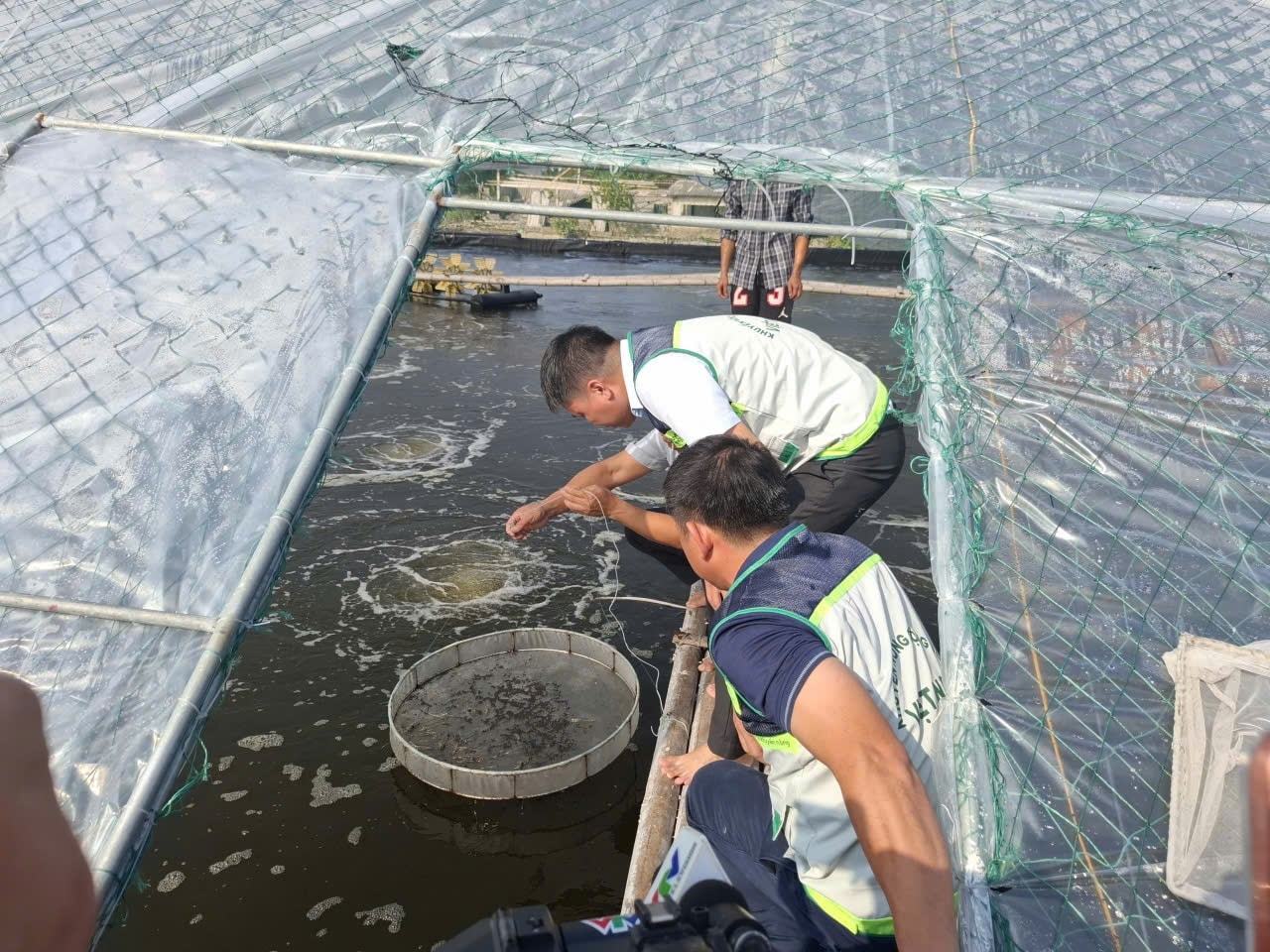 Tại Thanh Hóa, các kỹ sư tập trung hướng dẫn bà con xử lý môi trường nước ô nhiễm, khôi phục các điều kiện nuôi ổn định.