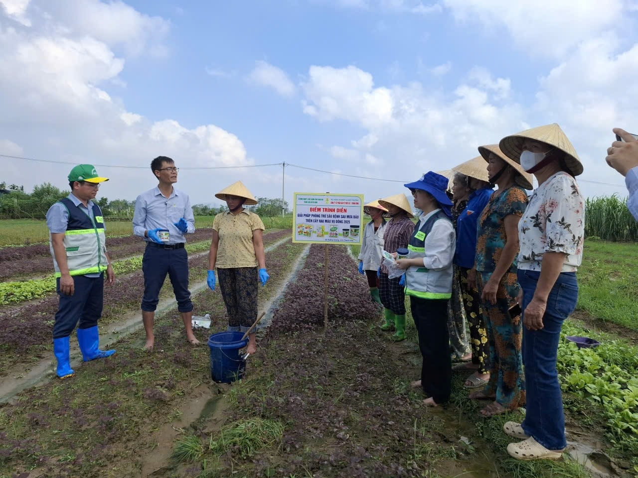 Các kỹ sư nông nghiệp hướng dẫn bà con kỹ thuật chăm sóc, phục hồi sản xuất rau màu để giảm thiểu thiệt hại, nhanh chóng đưa sản xuất trở lại bình thường.