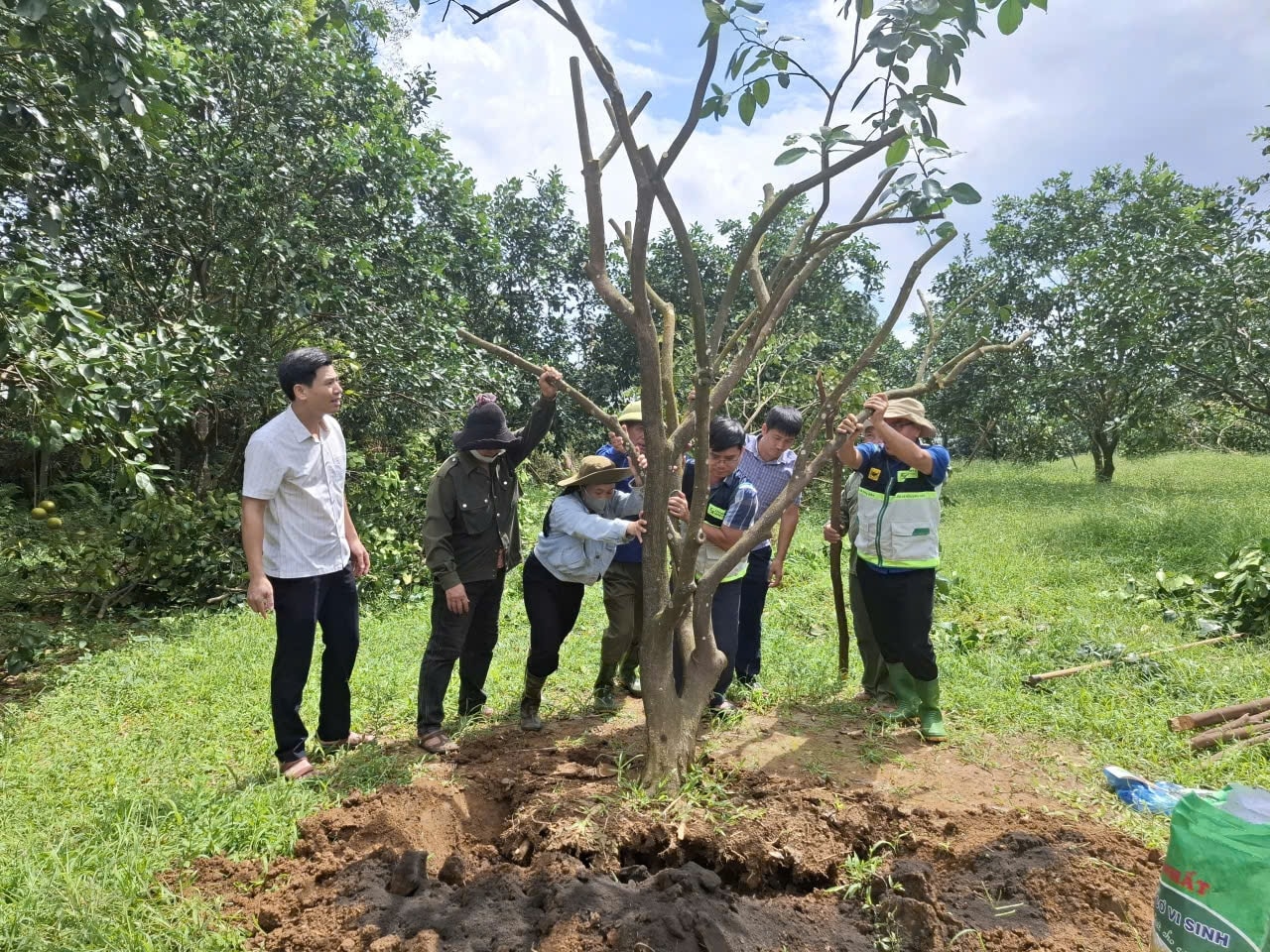 Các chuyên gia và kỹ sư nông nghiệp của Trung tâm Khuyến nông Quốc gia đã trực tiếp xuống vườn hướng dẫn nông dân khắc phục thiệt hại sau bão. 