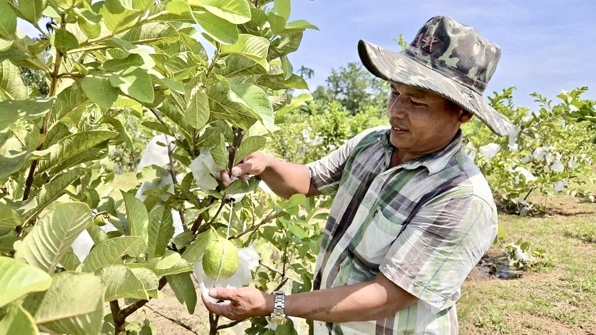 Ông Đinh Văn Thơ kiếm hàng trăm triệu mỗi năm từ mô hình trồng ổi kết hợp chăn nuôi. (Ảnh Thành Nhân)