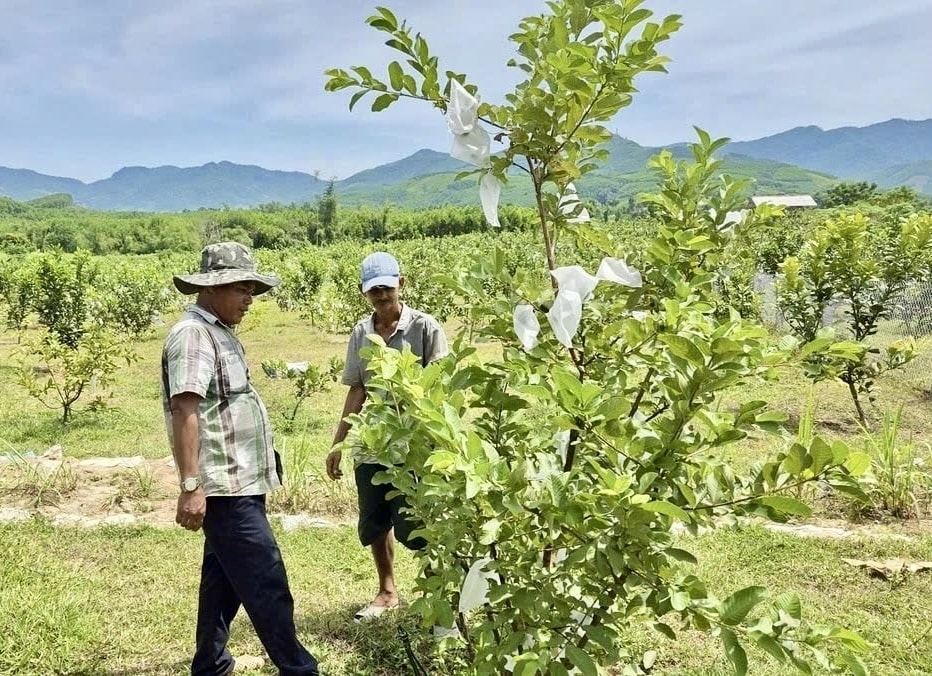 Nhiều hộ dân học hỏi mô hình trồng ổi của ông Thơ để phát triển kinh tế. (Ảnh Thành Nhân).
