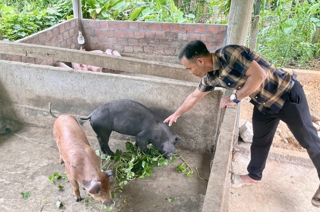 Mô hình nuôi heo của anh Đành mang lại hiệu quả, giúp anh có thu nhập ổn định. (Ảnh Huy Trường).