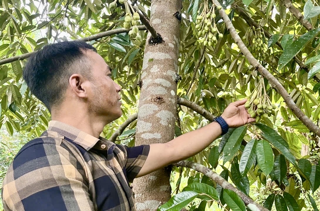 Vườn sầu riêng của anh Đinh Văn Đành đã bắt đầu cho quả, hứa hẹn mang đến thu nhập cao. (Ảnh Huy Trường).