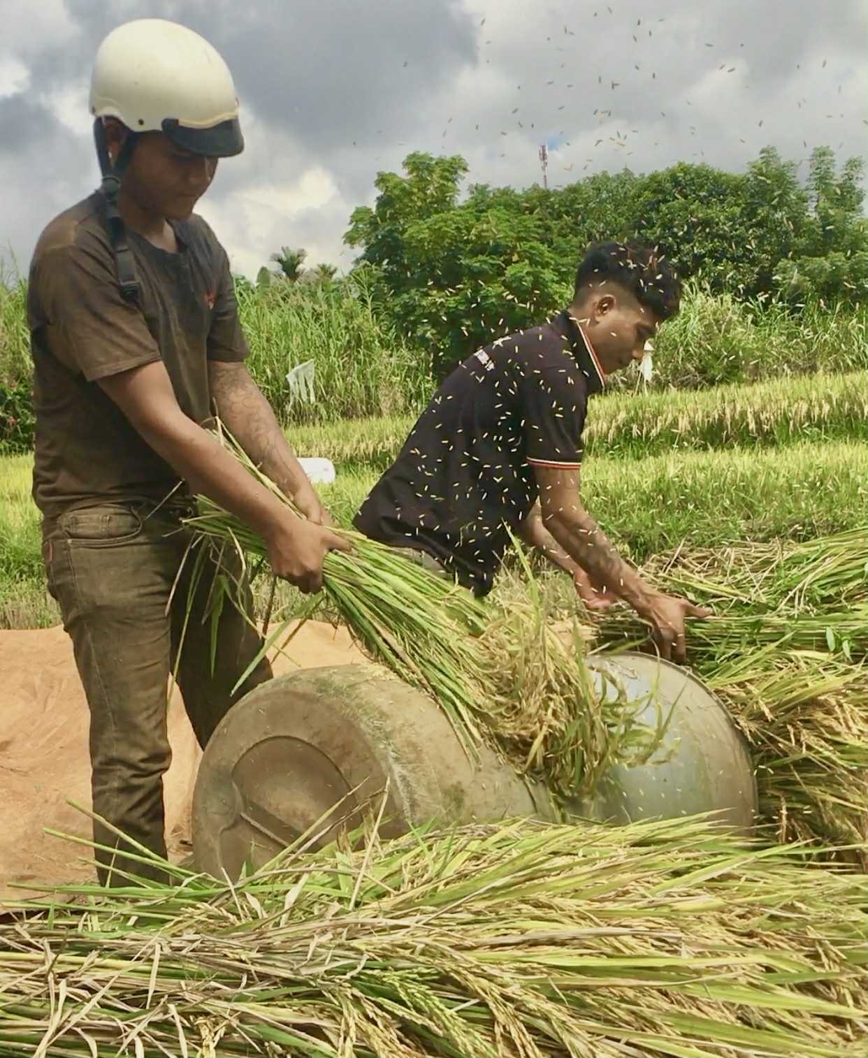 Người dân nơi đây vẫn chọn cách đạp lúa bằng tay để giữ được rơm đẹp