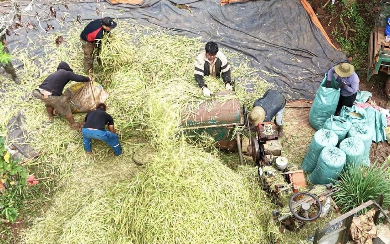 Rơm cũng được người dân tận dụng mang về để sử dụng trong sinh hoạt và chăn nuôi.