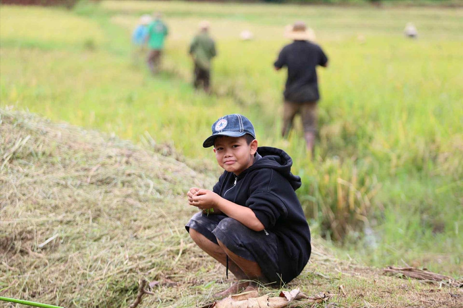 Trẻ em theo mẹ ra cánh đồng mùa gặt