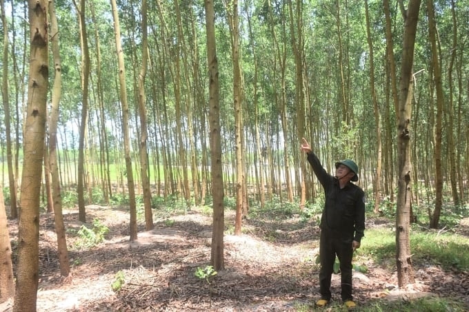 Phát triển bền vùng từ vùng trồng gỗ lớn (Ảnh IT)