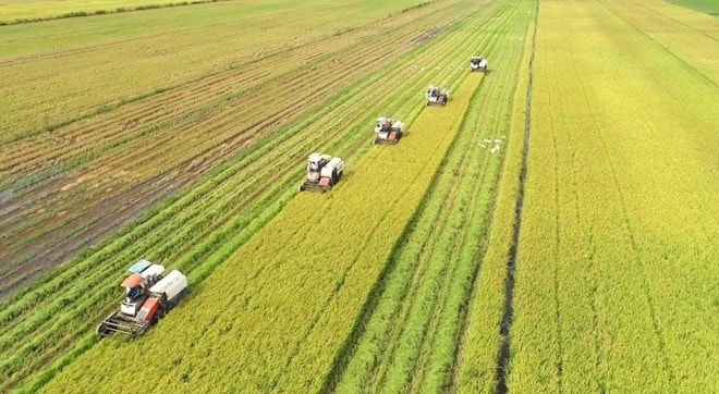 Đề án 1 triệu ha lúa mang lại đổi thay cho vùng ĐBSCL (Ảnh IT)