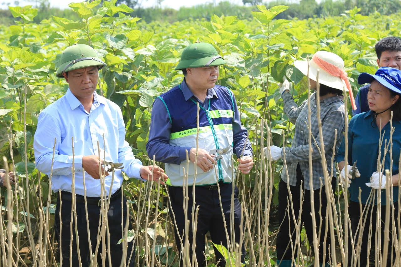 Người dân cũng được tập huấn về chăm sóc cây dâu sau ngập lụt, như kỹ thuật xử lý đất, bón phân, phòng trừ sâu bệnh, sát trùng nhà tằm và dụng cụ nuôi tằm