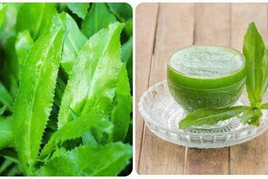 Mùi tàu trị cảm mạo, ăn không tiêu