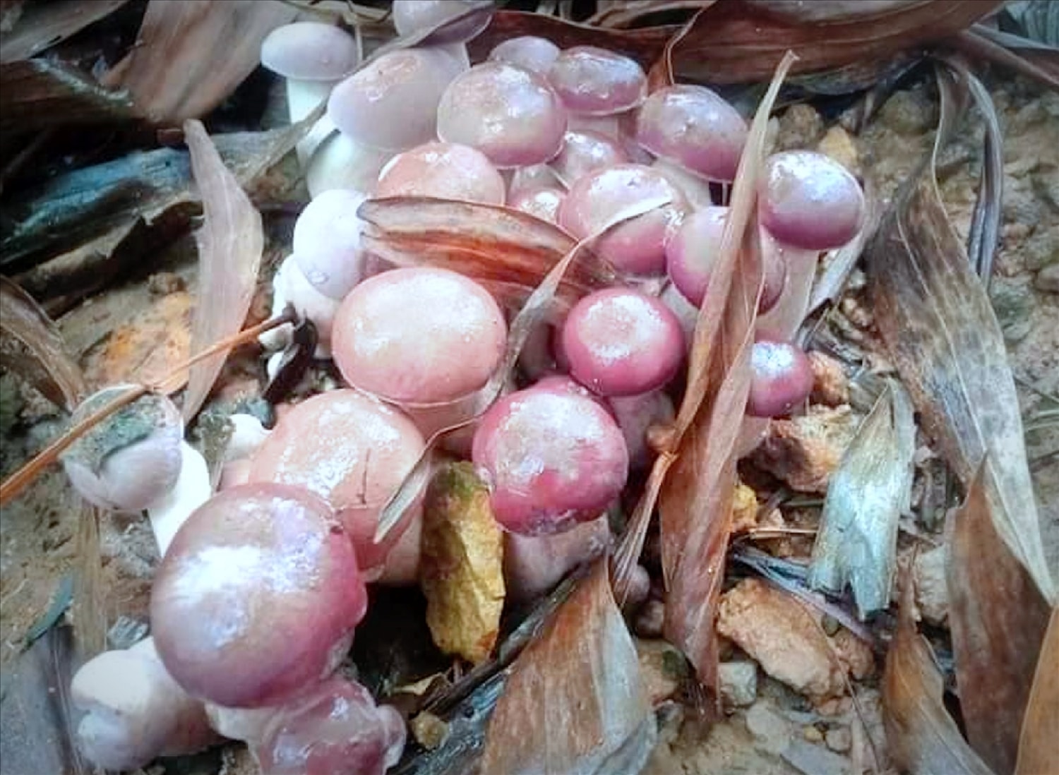 Sau cơn mưa, nấm tràm đội lá mọc lên trong rừng.