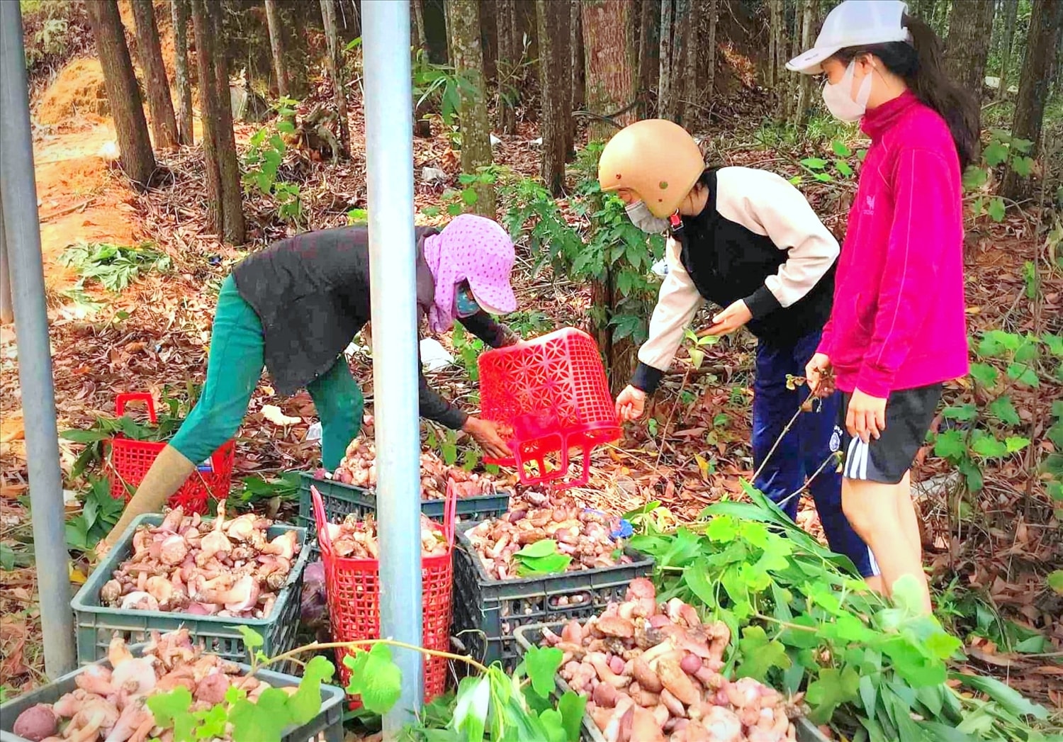 Thương lái thu mua nấm tràm ngay khi vừa thu hoạch.