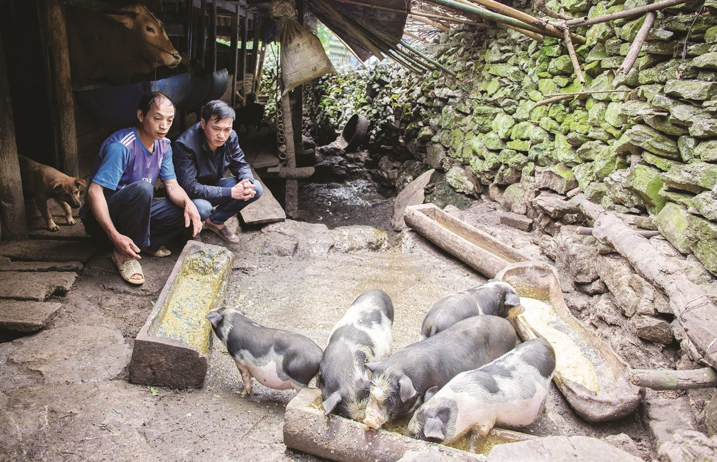 Mô hình chăn nuôi lợn của gia đình anh Vừ Sìa Sính tại xã Khâu Vai, tỉnh Tuyên Quang  được hỗ trợ bằng nguồn vốn Chương trình MTQG 1719