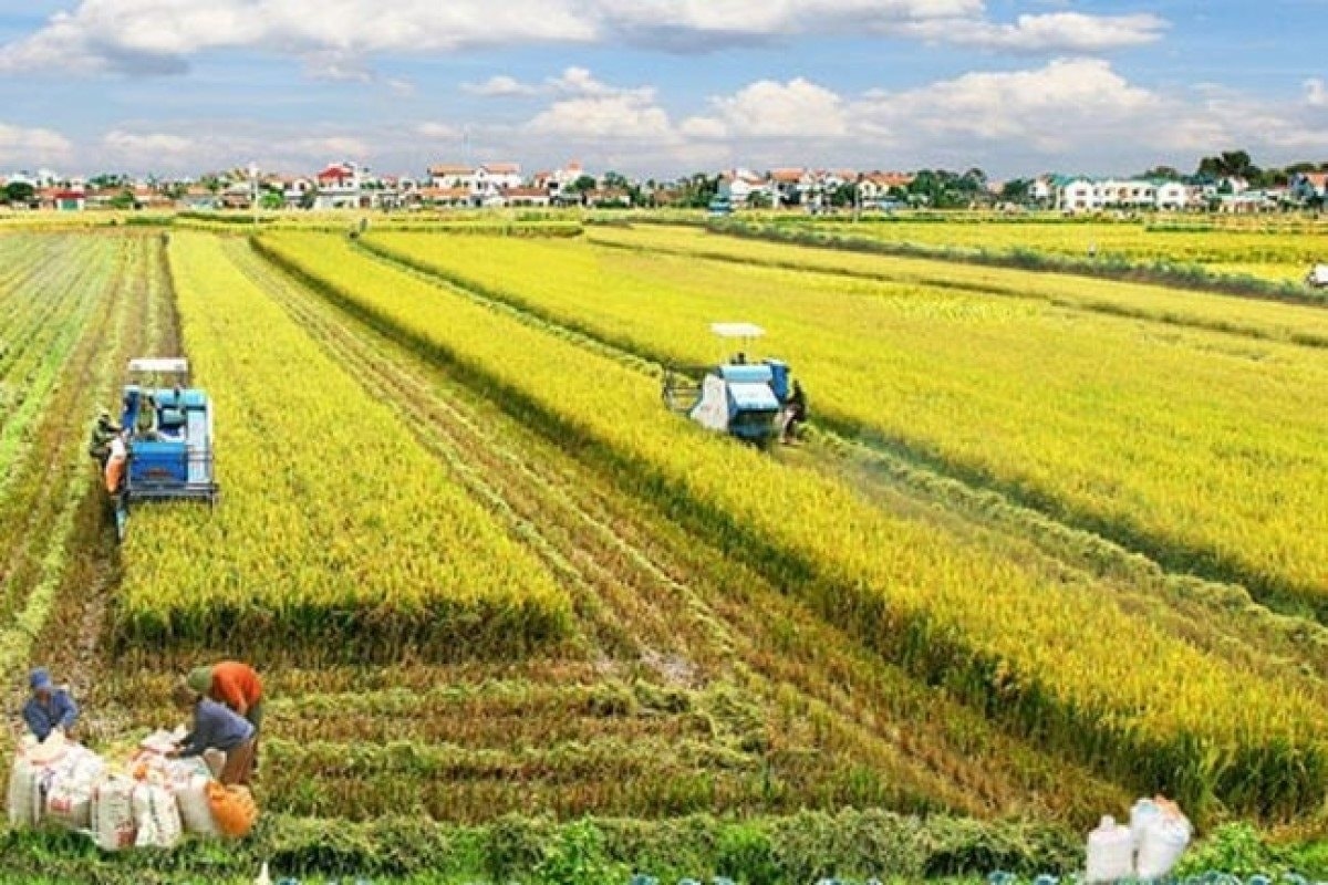 Mô hình ứng dụng chế phẩm vi sinh xử lý rơm rạ sau thu hoạch góp phần giảm từ 15–20% chi phí sản xuất (Ảnh IT)