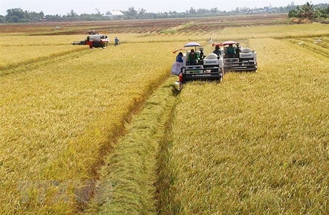 Việc tiếp tục nhân rộng, kết hợp với chính sách hỗ trợ, tập huấn kỹ thuật và liên kết thị trường (Ảnh IT)