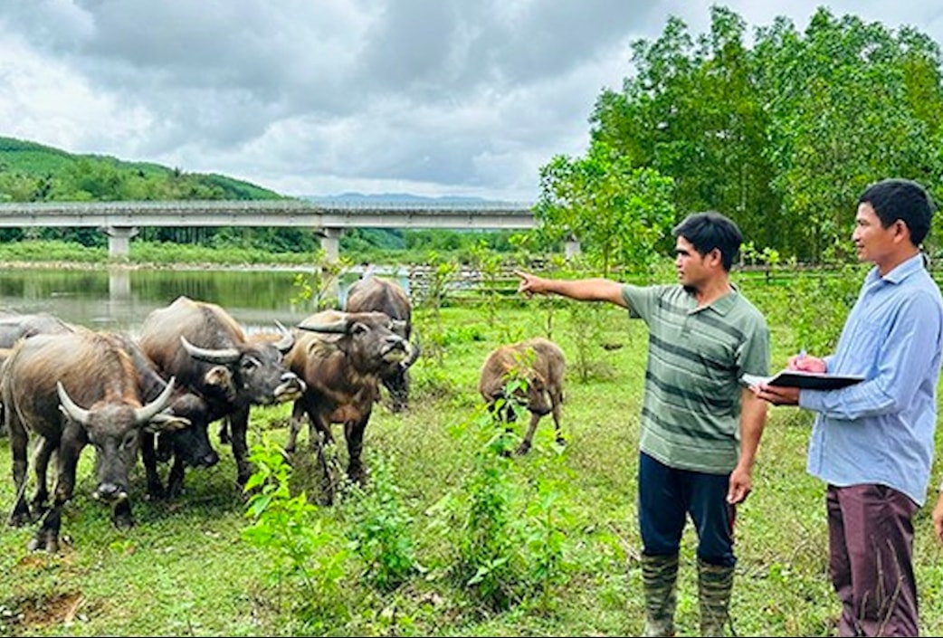 Nhờ sự hỗ trợ của các đảng viên, việc chăn nuôi của gia đình ông Đinh Văn Móc phát triển tốt cho thu nhập cao (Ảnh D.Đ)