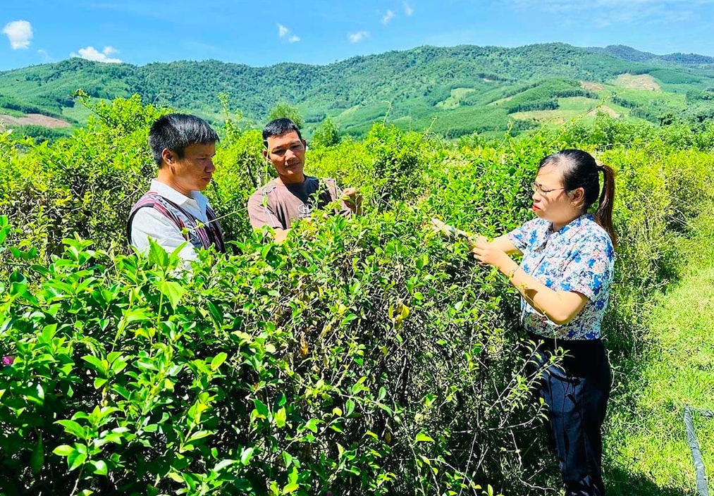 Các đảng viên ở thôn 2, xã An Vinh hướng dẫn người dân trồng cây thìa canh cho thu nhập ổn định (Ảnh D.Đ)