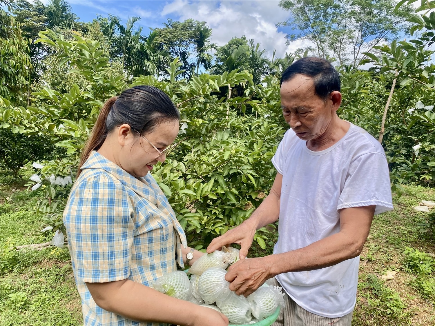 Mỗi năm, vợ chồng ông Hiên thu 200 triệu đồng từ cây ổi. (Ảnh Huy Trường). Mỗi năm, vợ chồng ông Hiên thu 200 triệu đồng từ cây ổi. (Ảnh Huy Trường).