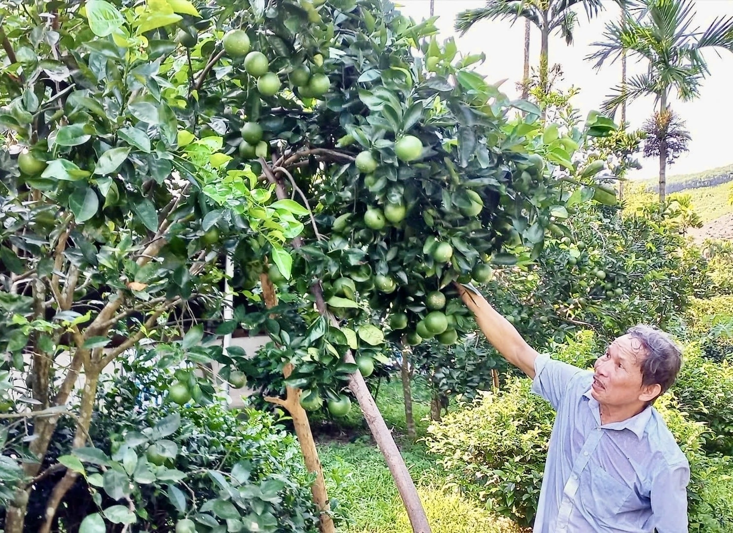 Ông Phan Đình Nhơn thu hàng trăm triệu mỗi năm từ kinh tế vườn (Ảnh Huy Trường). Ông Phan Đình Nhơn thu hàng trăm triệu mỗi năm từ kinh tế vườn (Ảnh Huy Trường).