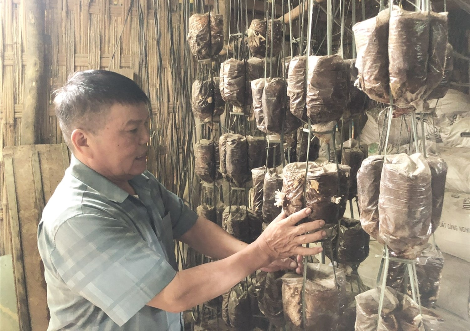 Ông Díu là người tiên phong đưa cây nấm sò vào trồng mang lại hiệu quả kinh tế cao ở thôn Tòng Mòn