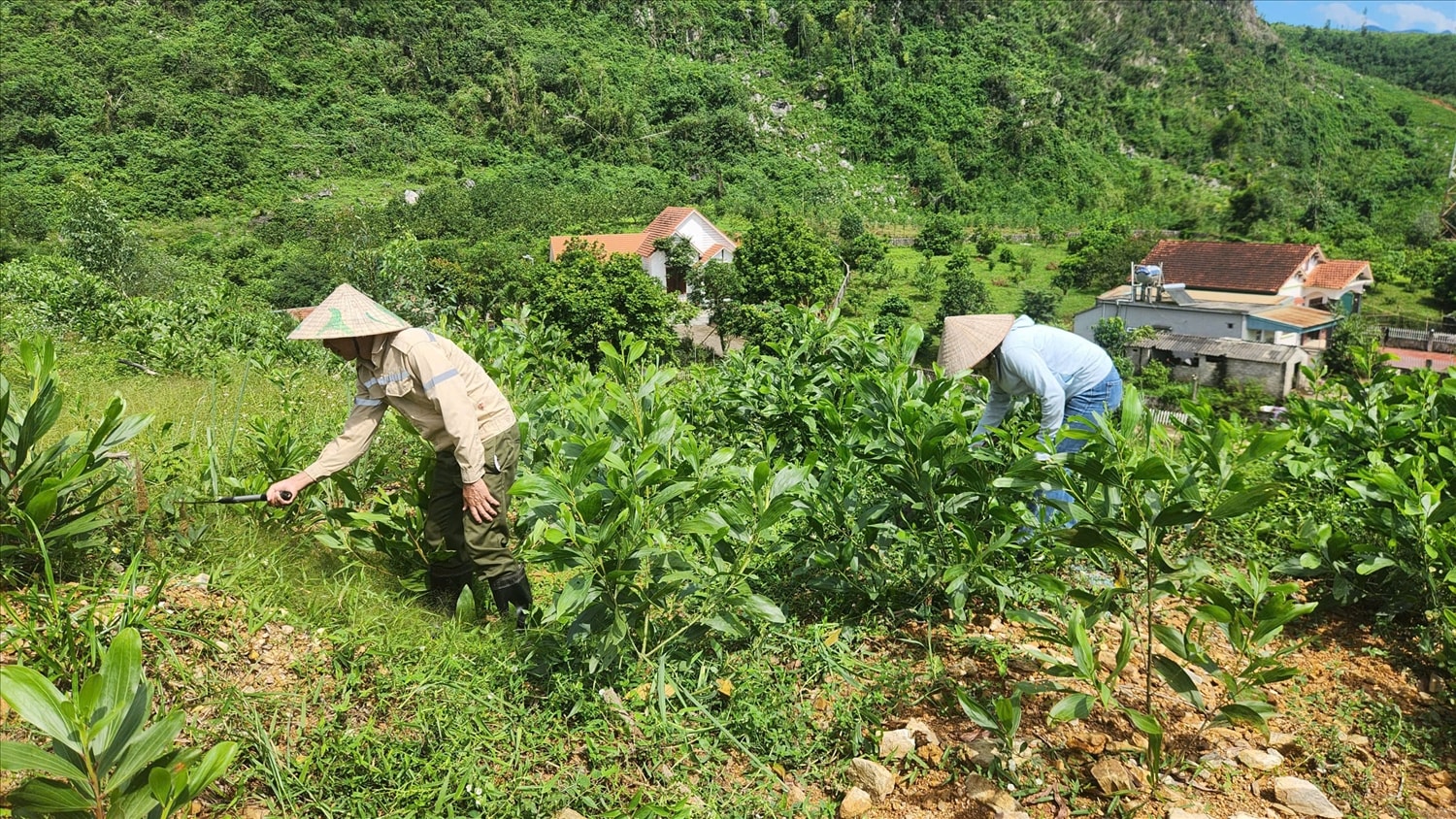 Người dân tích cực chăm sóc rừng. Ảnh: Mỹ Dung
