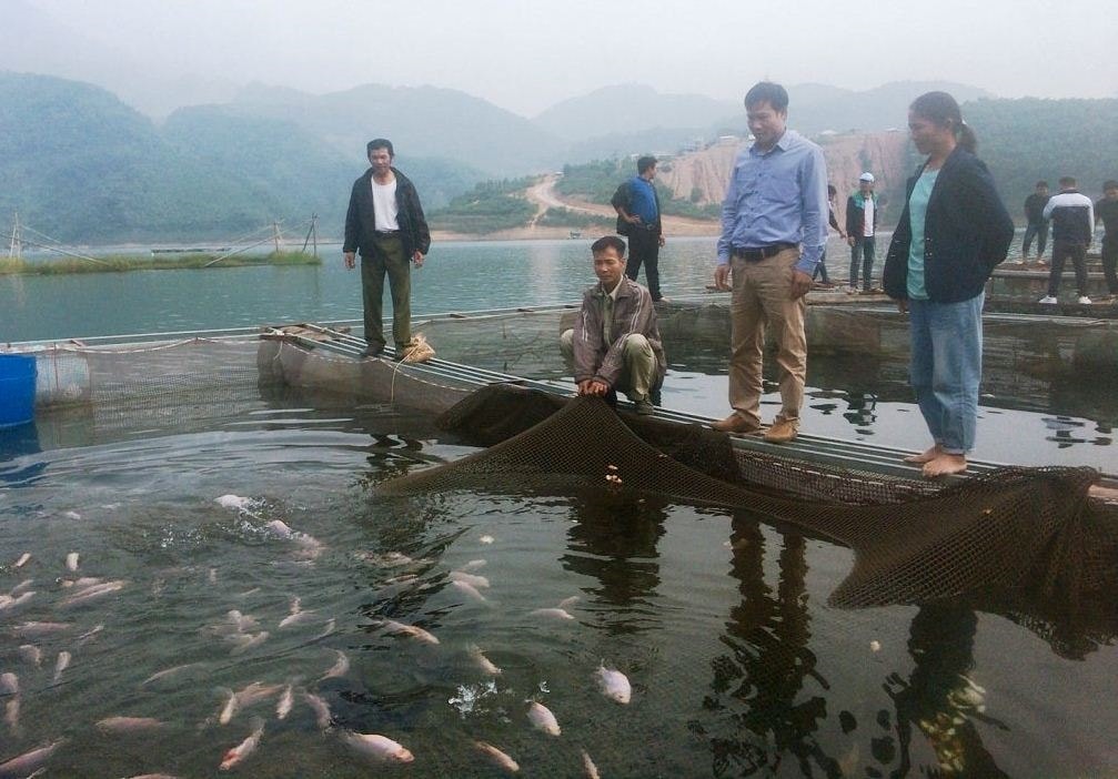 Mô hình nuôi cá diêu hồng thương phẩm được kỳ vọng sẽ góp phần thúc đẩy phát triển thủy sản bền vững