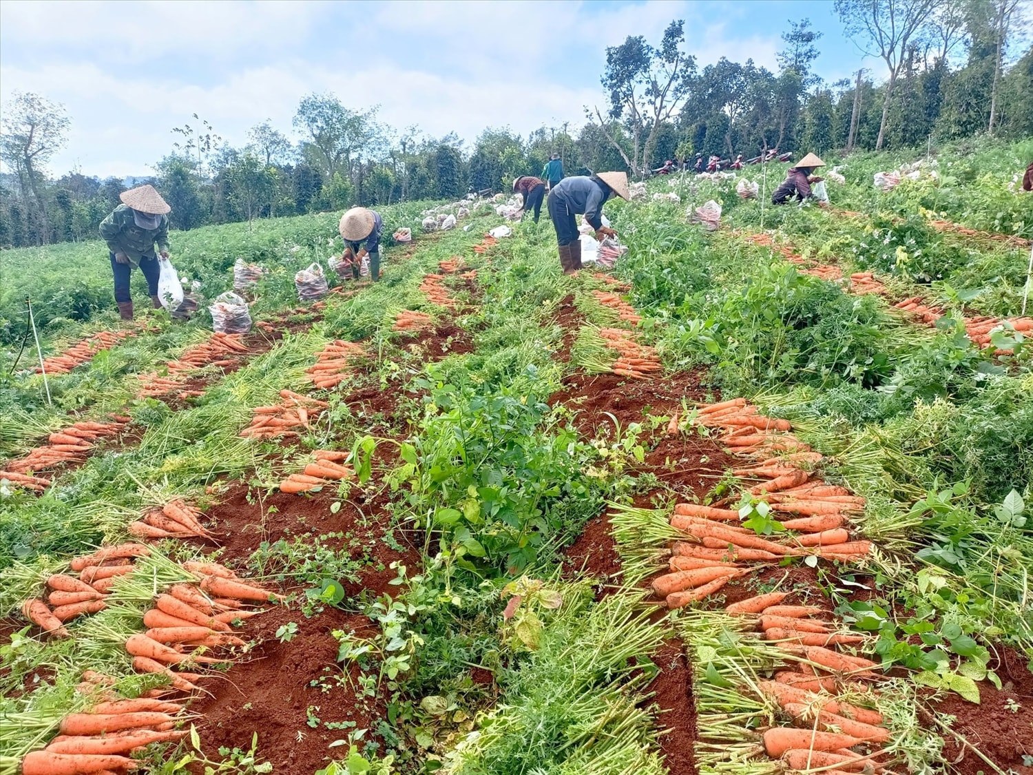 Liên kết trồng rau mở ra hướng phát triển bền vững, gắn kết chặt chẽ giữa sản xuất và tiêu thụ (Ảnh IT)