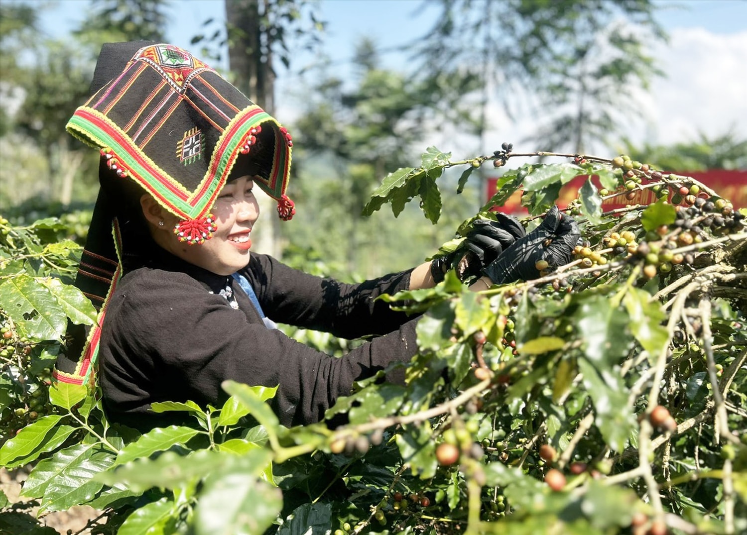Các cô gái DTTS nhanh tay hái những trái cà phê. Ảnh: Thúy Hồng