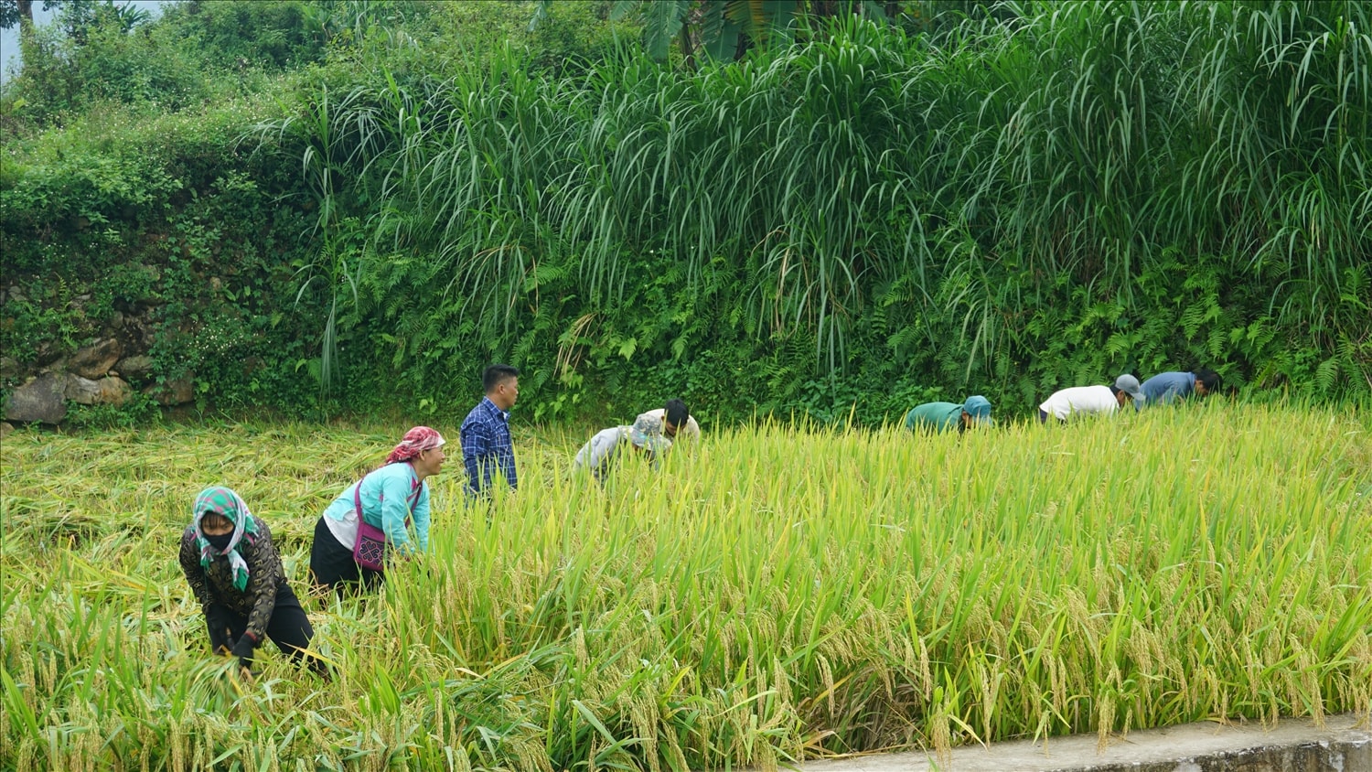 Từ những hạt thóc vàng, qua bàn tay khéo léo của người nông dân cho ra những hạt cốm dẻo ngọt (ảnh Trọng Bảo) Từ những hạt thóc vàng, qua bàn tay khéo léo của người nông dân cho ra những hạt cốm dẻo ngọt (ảnh Trọng Bảo)