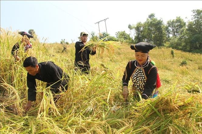 Đồng bào dân tộc Si La, tỉnh Lai Châu thu hoạch lúa. Ảnh (TTXVN)