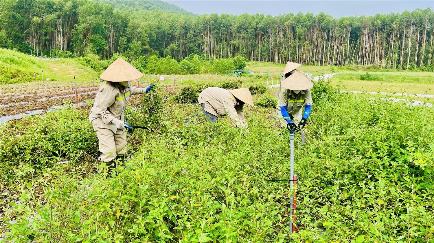 Nhiều hộ dân vùng miền núi Tam Hợp  để trồng dược liệu cho thu nhập ổn định - Trong ảnh: Thu hoạch cây Cà gai leo ở Hợp tác xã Nông dược Tĩnh Sáng Đường