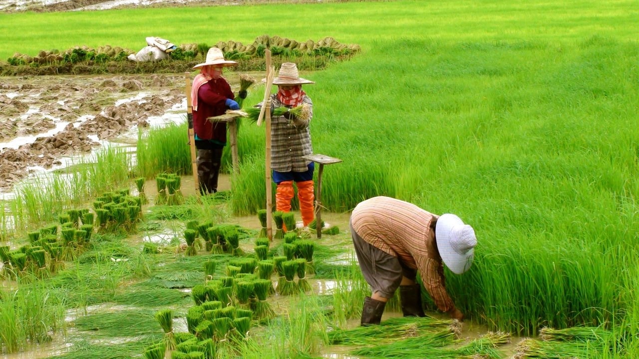 Các mô hình trồng lúa AWD giảm phát thải metan từ 30-45%, tiết kiệm nước 20-30% và tăng thu nhập nông dân 10-20%