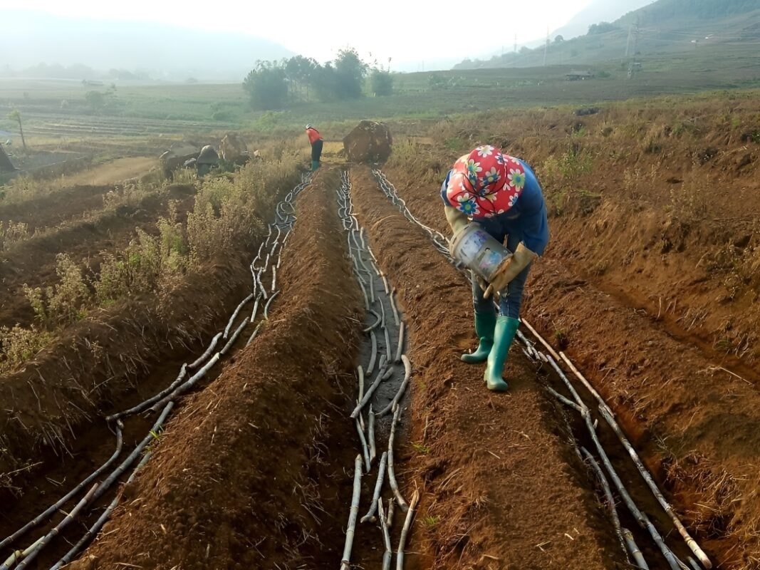 Trồng mía có tiềm năng lớn để giảm phát thải