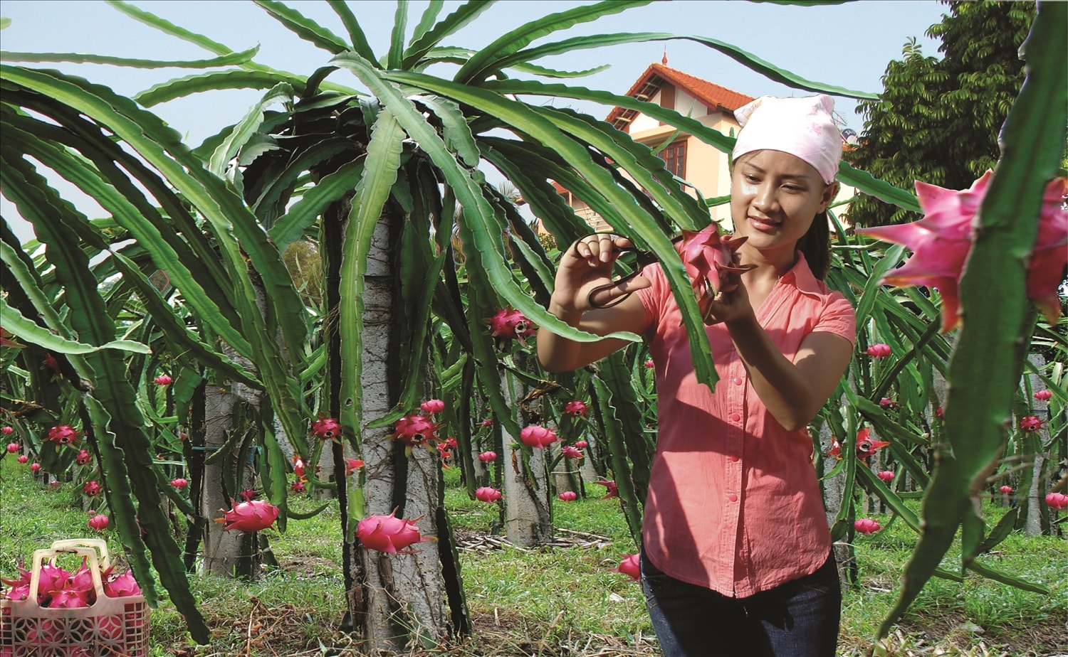 Người dân xã Lập Thạch thu hoạch thanh long ruột đỏ – sản phẩm nông nghiệp đặc trưng mang lại hiệu quả kinh tế cao cho địa phương.