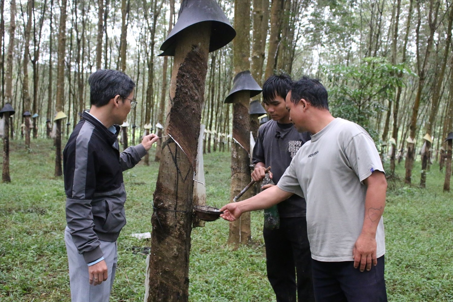 Nhờ sự hỗ trợ của Nhà nước, hiện phần lớn các hộ đồng bào DTTS ở thôn Đăk Tăng có diện cây cao su. (Ảnh: Ngọc Chí)