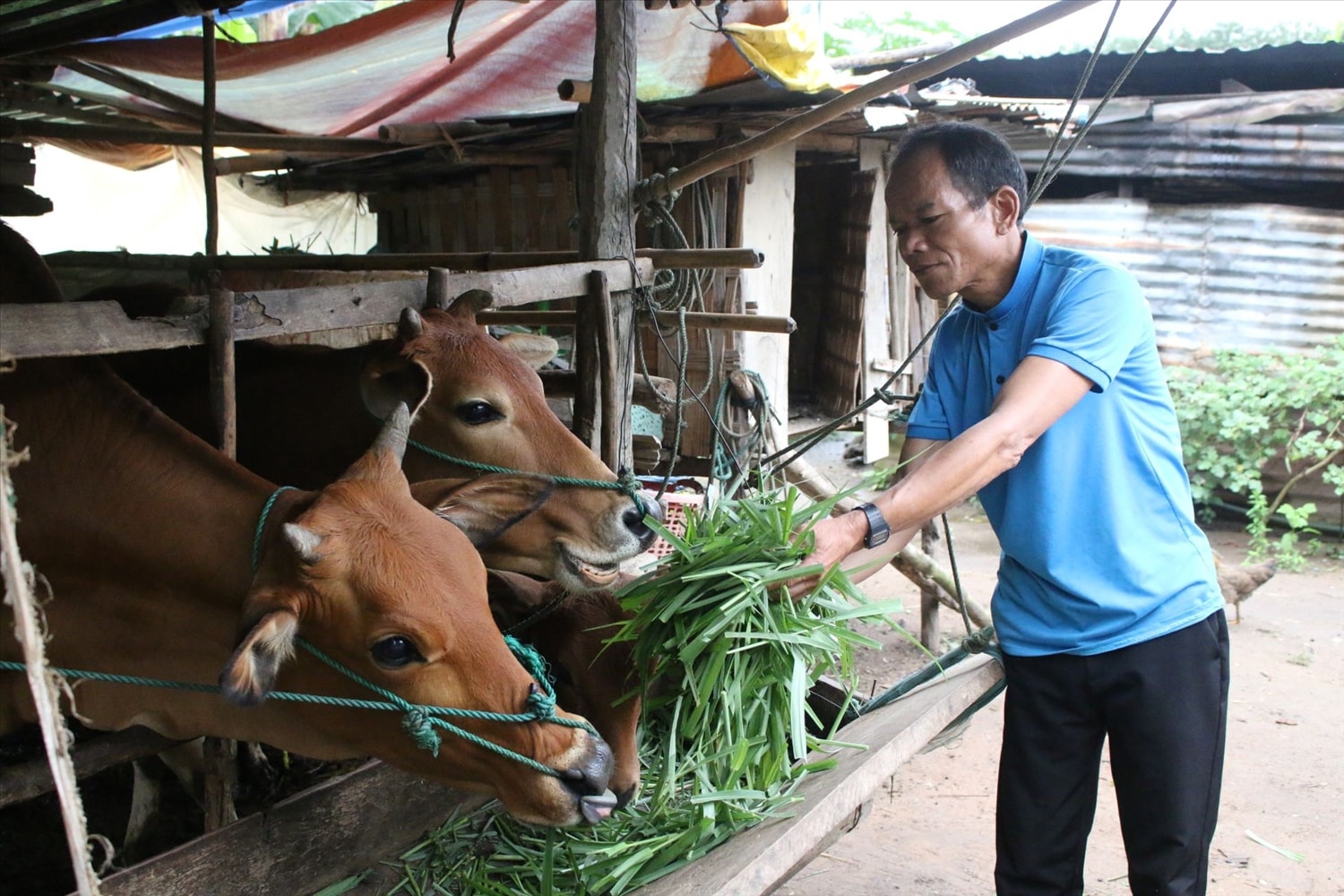 Ông A Típ, thôn Đăk Tăng, xã Ngọk Tụ chăm sóc đàn bò được hỗ trợ từ nguồn vốn Chương trình mục tiêu quốc gia phát triển kinh tế - xã hội vùng đồng bào DTTS và miền núi. (Ảnh: Ngọc Chí)