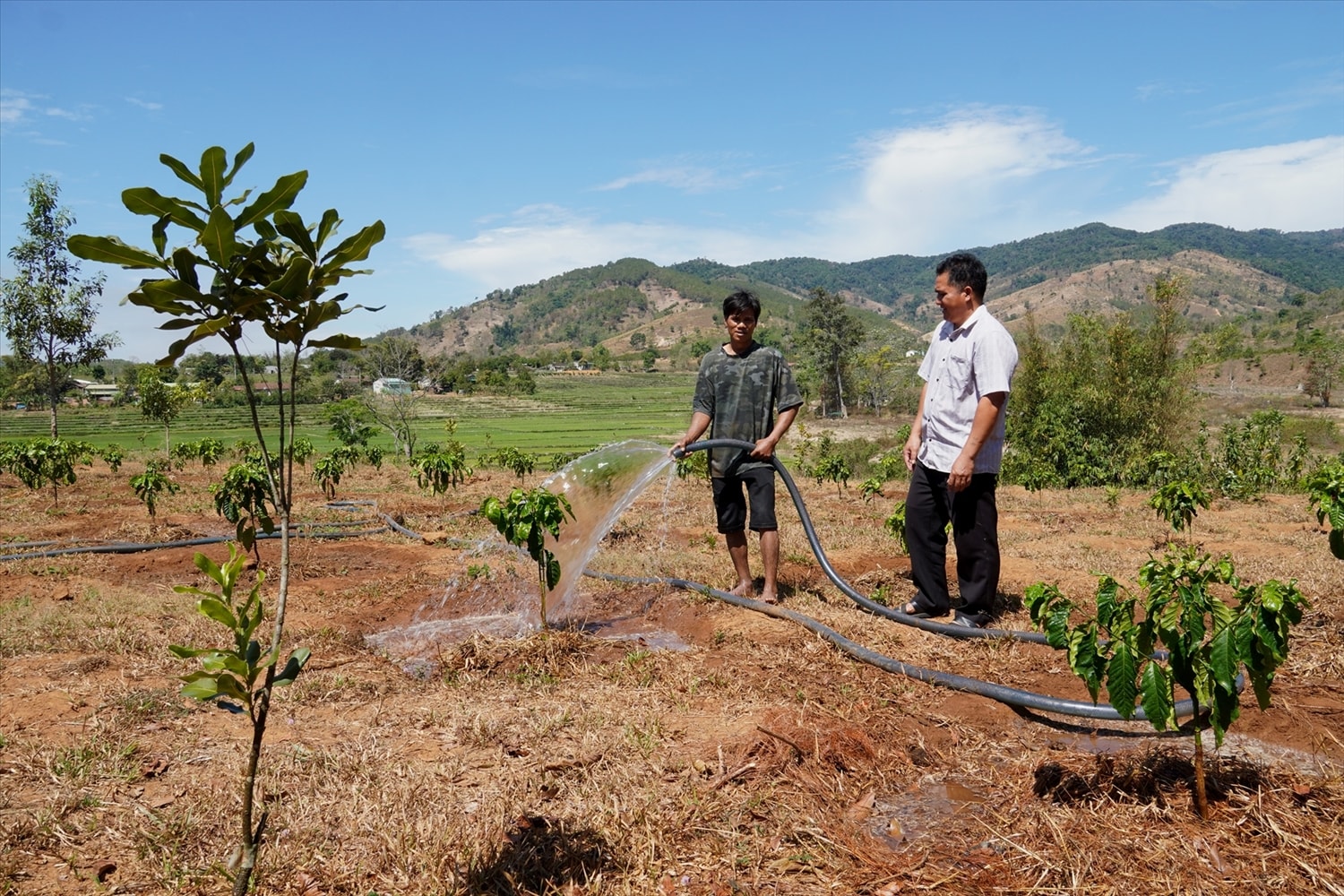 Đồng bào DTTS xã Ngọk Tụ đã mạnh dạn chuyển đổi diện tích đất trồng sắn kém hiệu quả sang trồng cây cà phê. (Ảnh: Ngọc Chí)