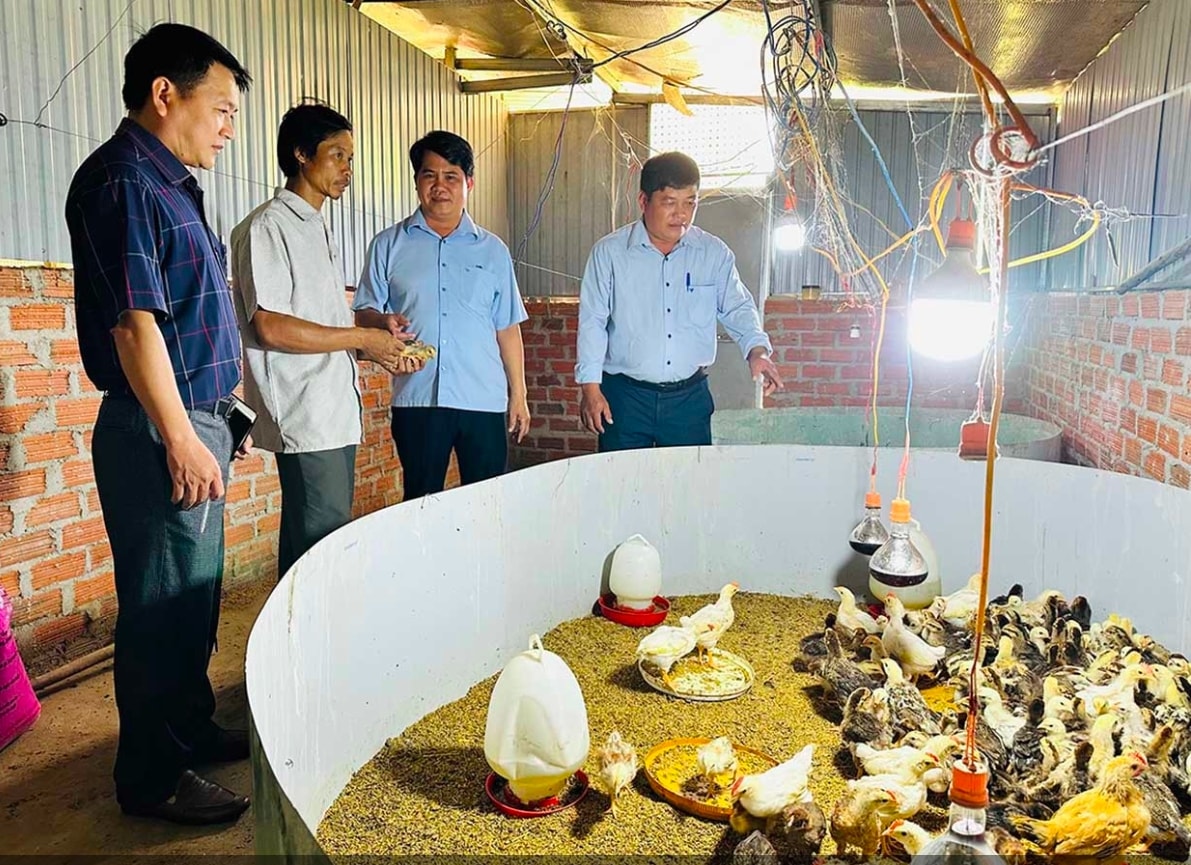 Nhờ học nghề, ông Đinh Văn Thọ (thứ hai từ trái qua, ở thôn M3, xã Vĩnh Thịnh) đã phát triển thành công mô hình nuôi gà thả đồi, cho hiệu quả kinh tế cao. (Ảnh: D.Đ)