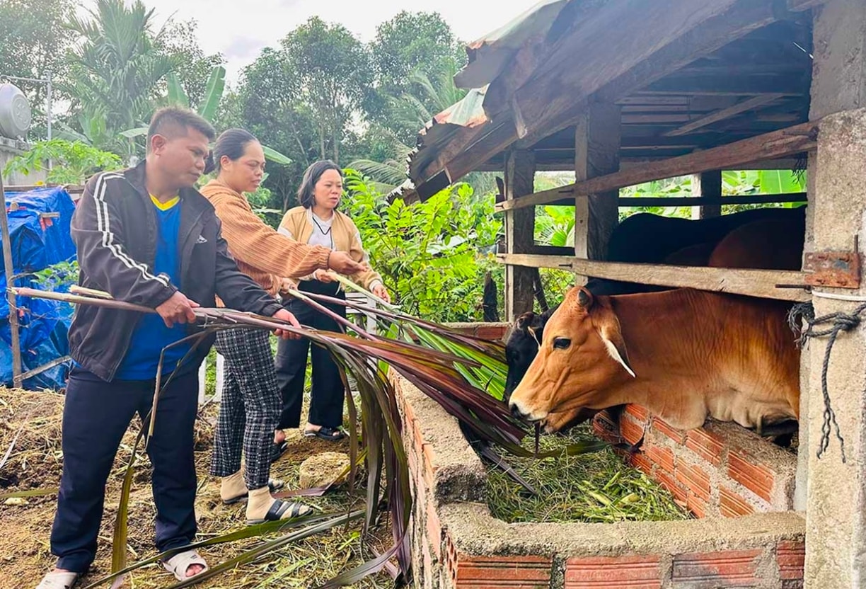 Chị Mang Thị Thanh Thẩn (giữa, ở làng Kà Xim, xã Vân Canh) nuôi bò hiệu quả, nhờ áp dụng các kiến thức đã học vào chăn nuôi. (Ảnh: D.Đ)