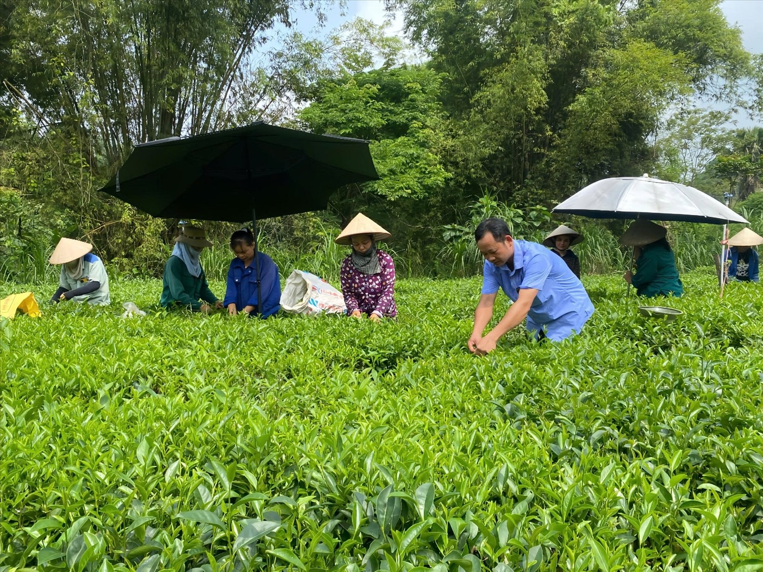 Dự án phát triển sản xuất, liên kết theo chuỗi giá trị sản phẩm chè trên địa bàn tỉnh Tuyên Quang giúp người dân nâng cao thu nhập.