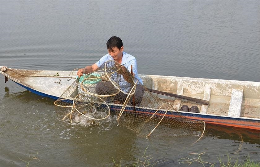 Nông dân xã Tây Yên, tỉnh An Giang thu hoạch tôm trên ruộng lúa. (Ảnh: TT)